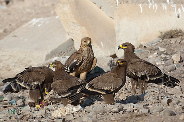 Kaiseradler (Aquila heliaca)