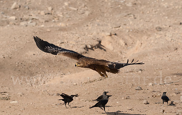 Kaiseradler (Aquila heliaca)