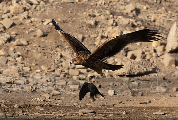 Kaiseradler (Aquila heliaca)