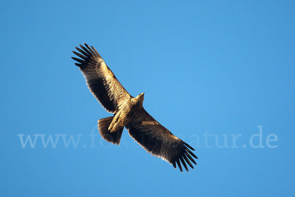 Kaiseradler (Aquila heliaca)