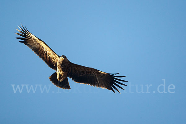 Kaiseradler (Aquila heliaca)