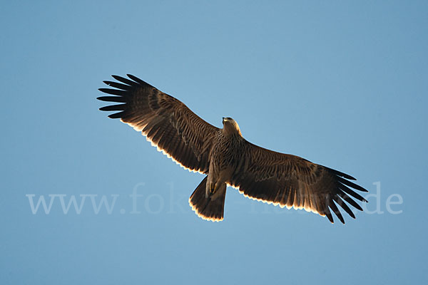 Kaiseradler (Aquila heliaca)