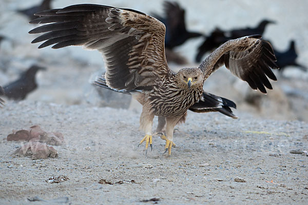 Kaiseradler (Aquila heliaca)