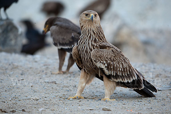 Kaiseradler (Aquila heliaca)