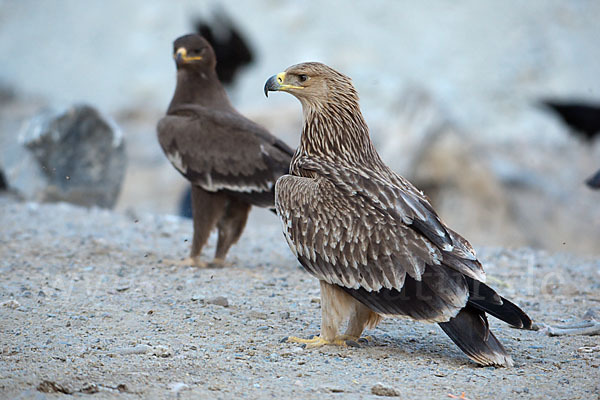 Kaiseradler (Aquila heliaca)