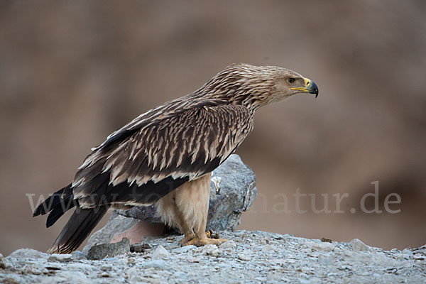 Kaiseradler (Aquila heliaca)