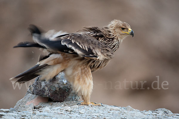 Kaiseradler (Aquila heliaca)