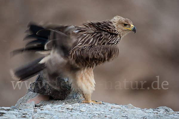 Kaiseradler (Aquila heliaca)