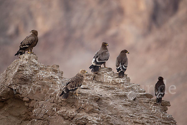 Kaiseradler (Aquila heliaca)