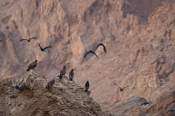 Kaiseradler (Aquila heliaca)