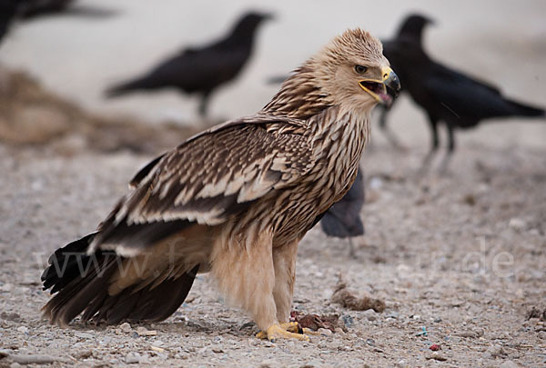 Kaiseradler (Aquila heliaca)