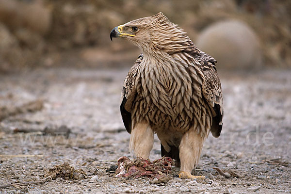 Kaiseradler (Aquila heliaca)