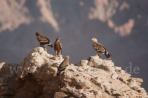 Kaiseradler (Aquila heliaca)