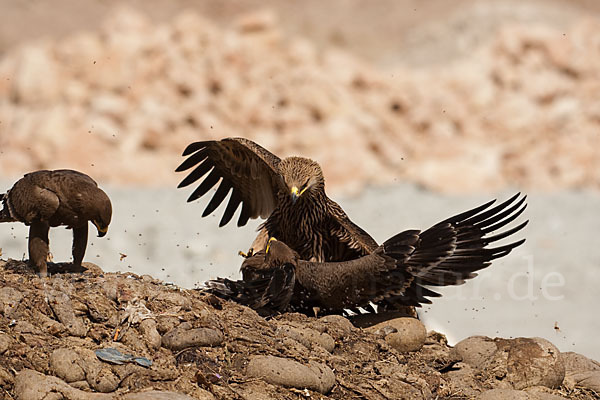 Kaiseradler (Aquila heliaca)