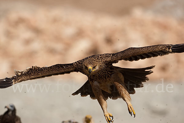 Kaiseradler (Aquila heliaca)