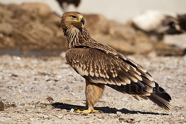 Kaiseradler (Aquila heliaca)