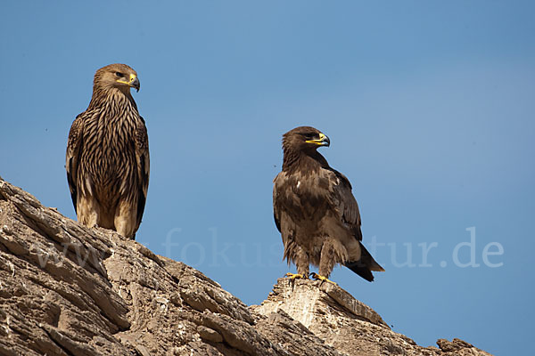 Kaiseradler (Aquila heliaca)