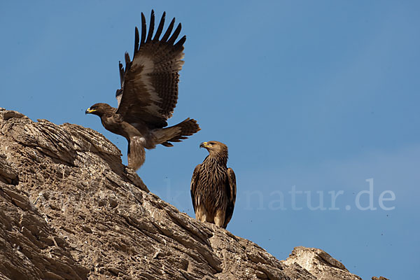 Kaiseradler (Aquila heliaca)