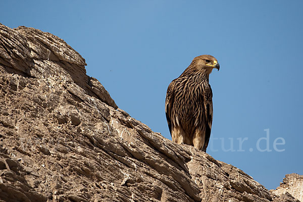 Kaiseradler (Aquila heliaca)