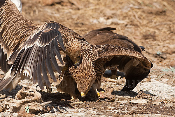 Kaiseradler (Aquila heliaca)