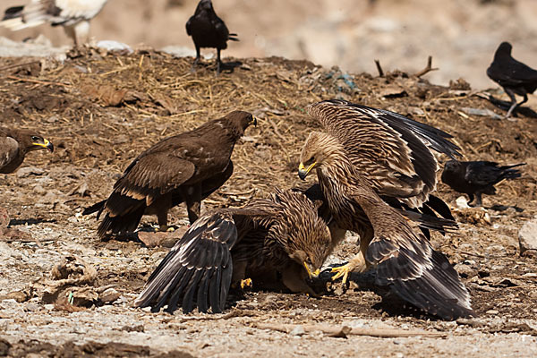 Kaiseradler (Aquila heliaca)