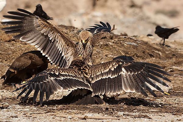 Kaiseradler (Aquila heliaca)