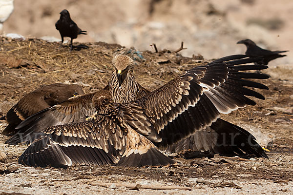 Kaiseradler (Aquila heliaca)