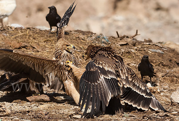 Kaiseradler (Aquila heliaca)