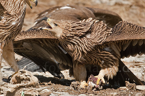 Kaiseradler (Aquila heliaca)