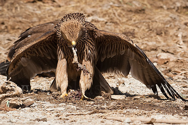 Kaiseradler (Aquila heliaca)