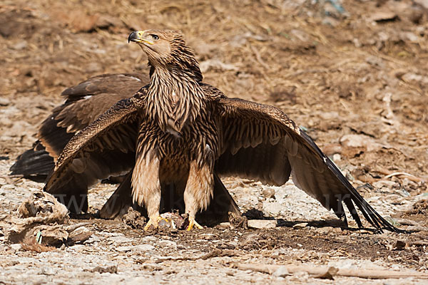 Kaiseradler (Aquila heliaca)