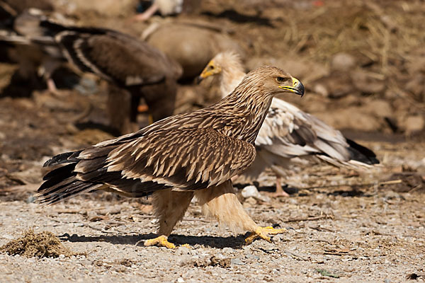 Kaiseradler (Aquila heliaca)