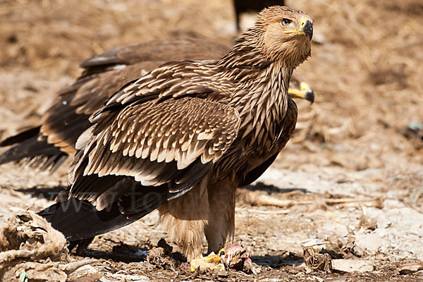 Kaiseradler (Aquila heliaca)