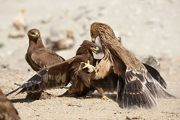 Kaiseradler (Aquila heliaca)