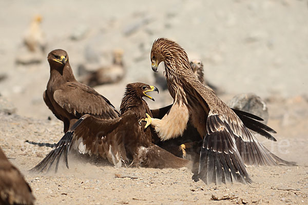 Kaiseradler (Aquila heliaca)