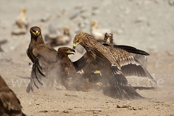 Kaiseradler (Aquila heliaca)