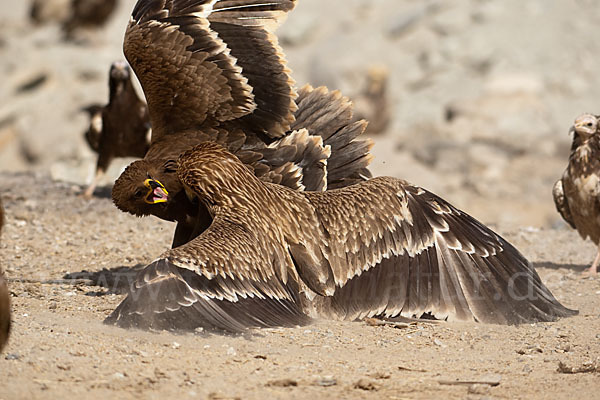 Kaiseradler (Aquila heliaca)