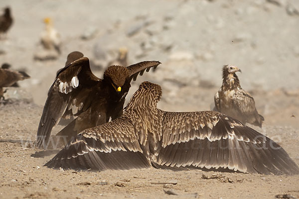 Kaiseradler (Aquila heliaca)