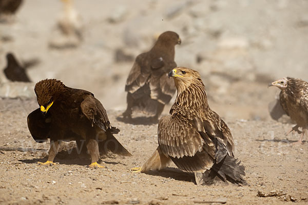 Kaiseradler (Aquila heliaca)