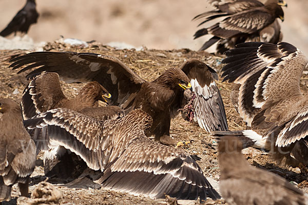 Kaiseradler (Aquila heliaca)