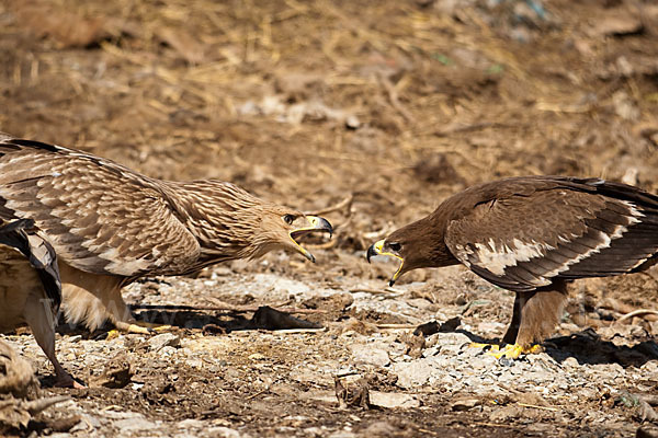 Kaiseradler (Aquila heliaca)