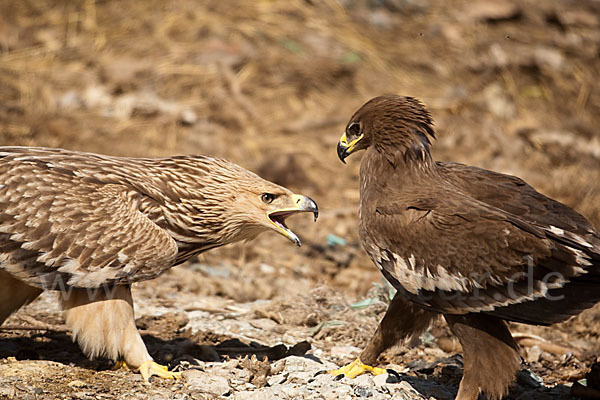 Kaiseradler (Aquila heliaca)