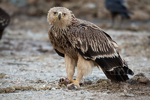 Kaiseradler (Aquila heliaca)