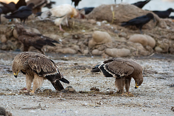 Kaiseradler (Aquila heliaca)