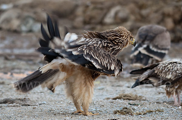 Kaiseradler (Aquila heliaca)