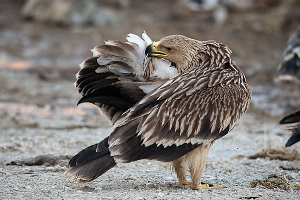 Kaiseradler (Aquila heliaca)