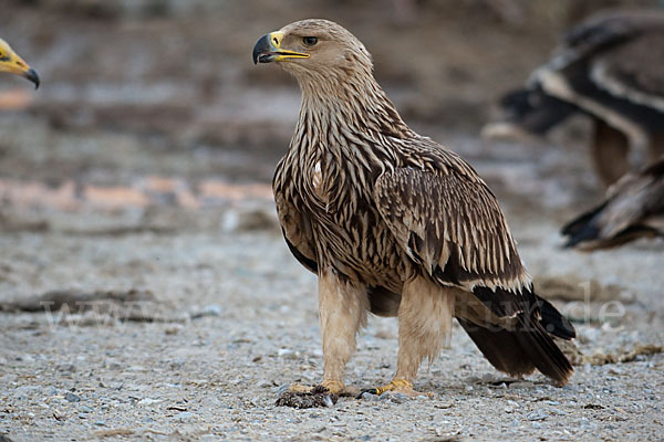 Kaiseradler (Aquila heliaca)