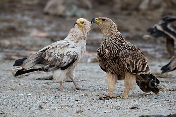 Kaiseradler (Aquila heliaca)