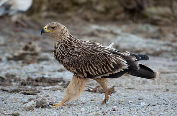 Kaiseradler (Aquila heliaca)