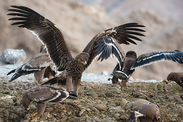 Kaiseradler (Aquila heliaca)